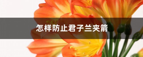 怎样防止君子兰夹箭