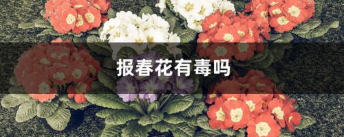 报春花有毒吗，可以放在家里吗