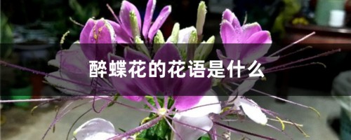 醉蝶花的花语是什么