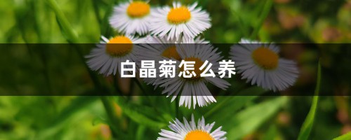 白晶菊怎么养