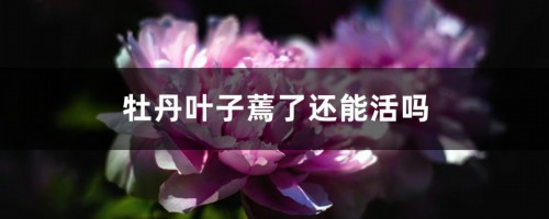 牡丹叶子蔫了还能活吗