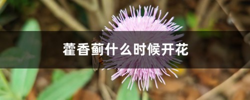 藿香蓟什么时候开花